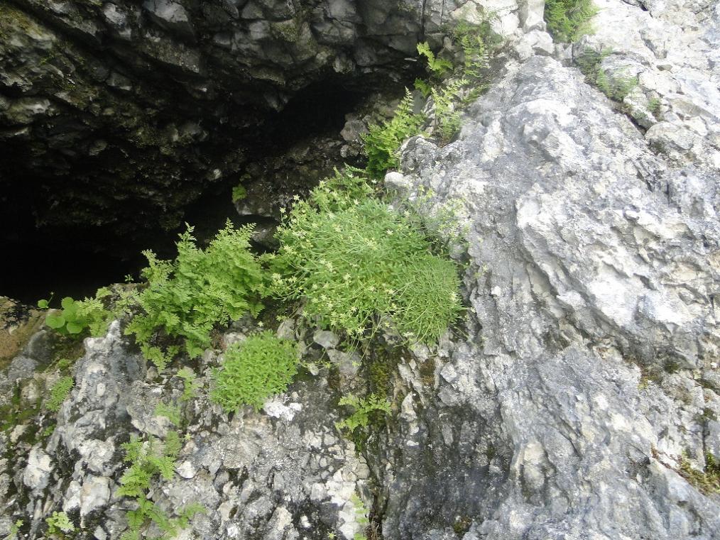 Saxifraga presolanensis / Sassifraga della Presolana